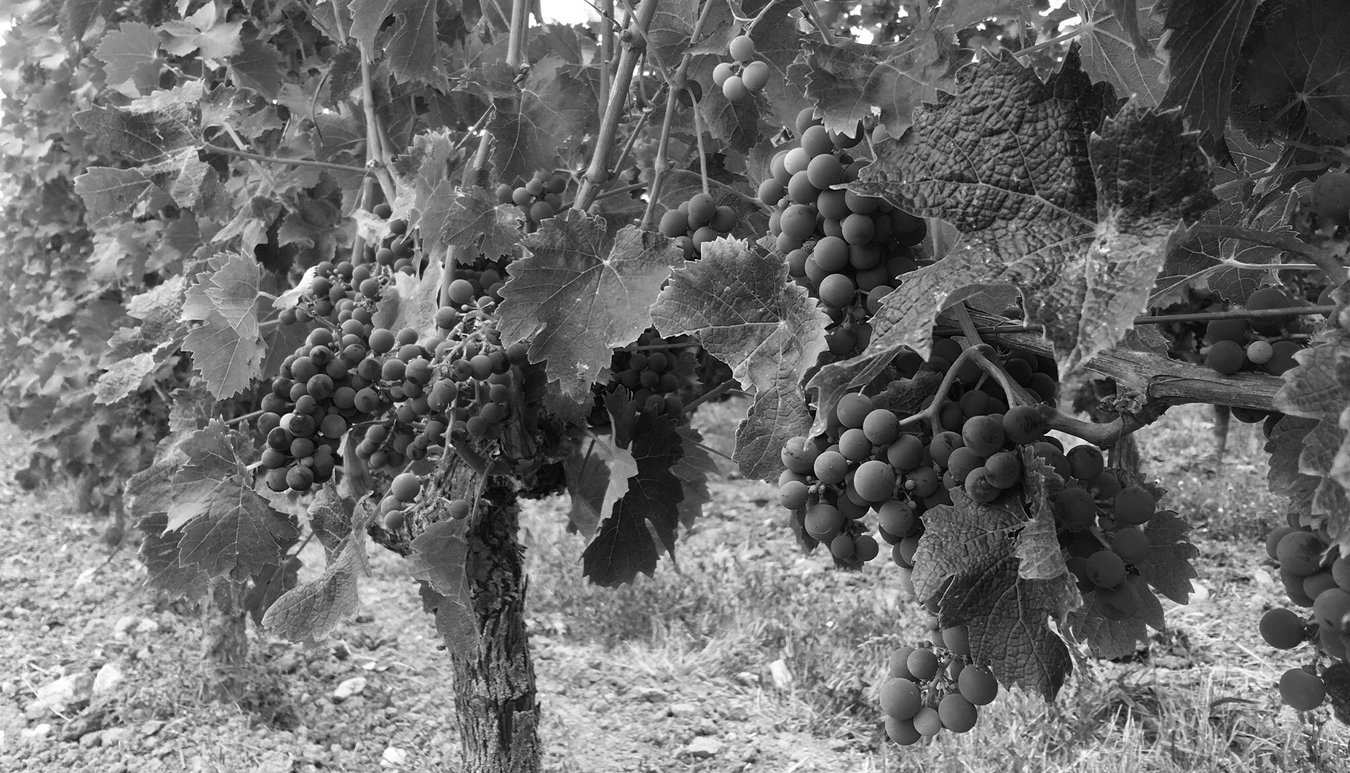 Contact du Domaine de Nerleux : adresse, téléphone, google map et mail