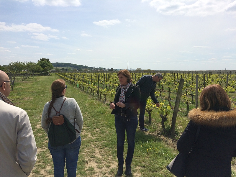 Oenotourisme saumur montsoreau