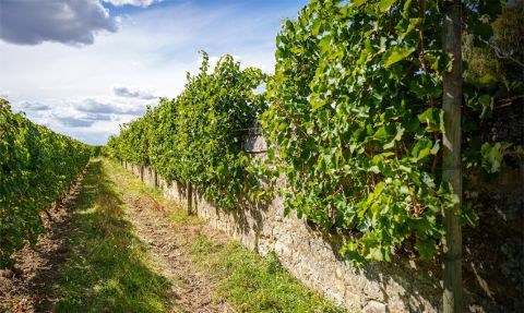 Les Nerleux vigne en Saumur Champigny